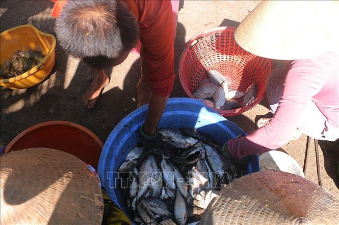 Phân loại cá đồng để bán cho thương lái. Ảnh: Tuấn Phi-TTXVN 