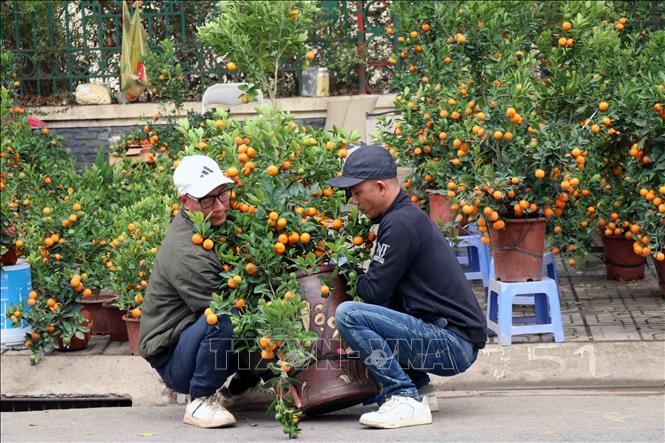 Người dân Thái Nguyên mua cây, hoa về trang trí Tết. Ảnh: Trần Trang - TTXVN 