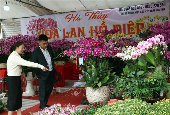 Người dân chọn mua hoa lan trang trí Tết. Ảnh: Trần Trang - TTXVN