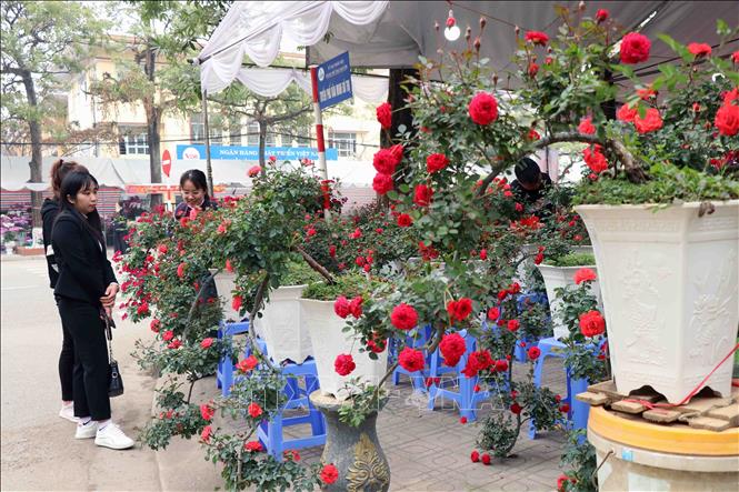 Người dân mua sắm hoa, cây cảnh dịp tết. Ảnh: Trần Trang - TTXVN 