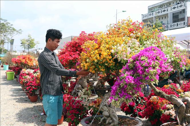 Anh Ngô Văn Toàn, nhà vườn ở Bến Tre chăm sóc những gốc hoa giấy ngủ sắc trông bắt mắt trưng bày tại Chợ hoa kiểng thành phố Cà  Mau. Ảnh: Kim Há - TTXVN