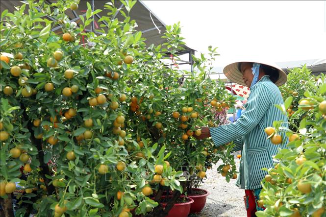 Bà Nguyễn Thị Nương (quê Bến Tre) chăm sóc những gốc quất cỡ lớn có giá bán khoảng 1,4 triệu đồng/gốc. Ảnh: Kim Há – TTXVN 