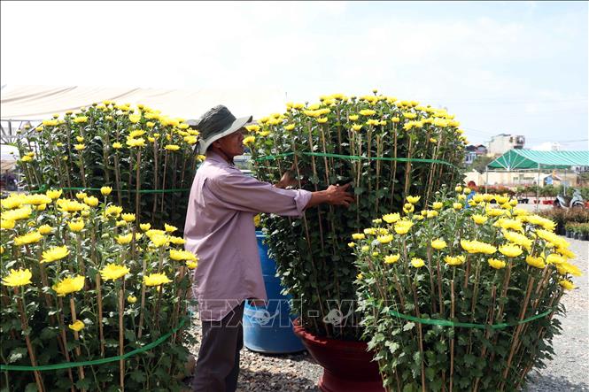 Anh Danh Xung (quê tỉnh Bạc Liêu) tham gia Chợ hoa kiểng thành phố Cà Mau bày bán cúc mâm xôi, cúc đại đóa được nhiều khách hàng ưa chuộng. Ảnh: Kim Há – TTXVN 
