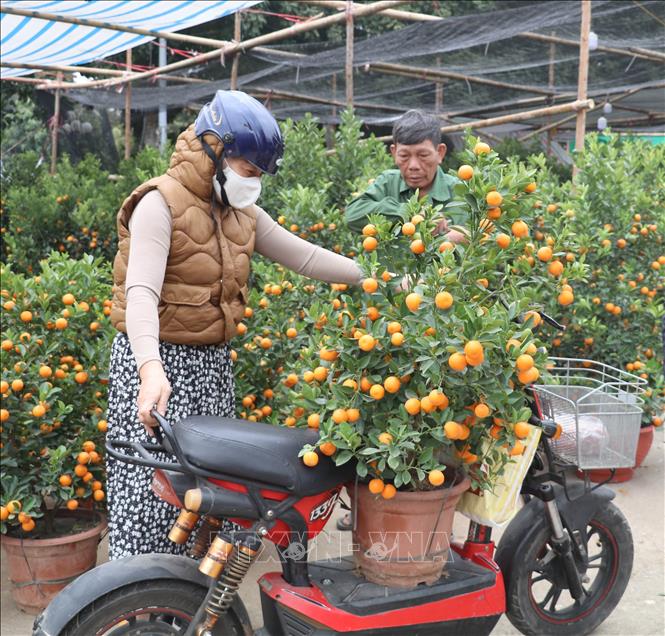 Người dân mua quất cảnh tại Hội chợ hoa xuân Ất Tỵ 2025. Ảnh: Thùy Dung - TTXVN