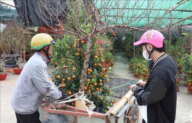 Người dân mua đào, quất tại Hội chợ hoa xuân Ất Tỵ 2025. Ảnh: Thùy Dung - TTXVN