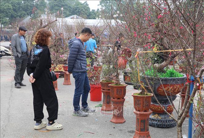 Người dân chọn mua đào Tết tại Hội chợ hoa xuân Ất Tỵ 2025. Ảnh: Thùy Dung - TTXVN