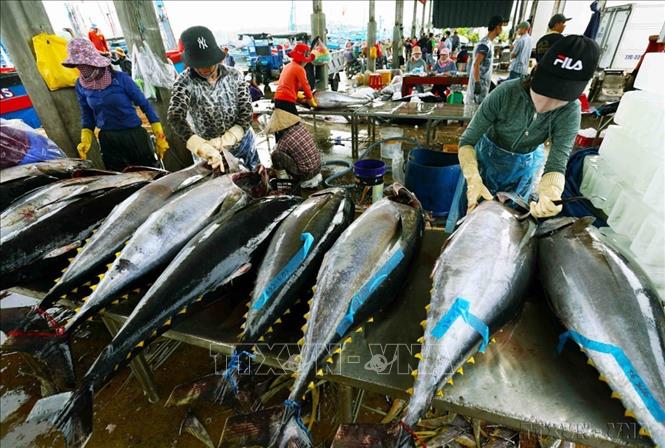 Hiện nay, cá ngừ đại dương của Bình Định chủ yếu xuất khẩu sản phẩm phi lê đông lạnh, sang thị trường các nước EU, Mỹ, Trung Quốc… với giá trị thấp hơn nhiều so với xuất khẩu nguyên con sang thị trường Nhật Bản để chế biến sashimi. Ảnh: Vũ Sinh – TTXVN