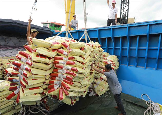 Vận chuyển gạo xuất khẩu của Tập đoàn Lộc Trời ở Tân cảng Thốt Nốt (Cần Thơ). Ảnh: Vũ Sinh - TTXVN  