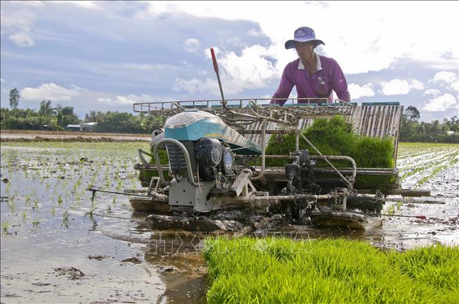 Nông nghiệp ứng dụng công nghệ giúp thay đổi bức tranh nông nghiệp, đưa nền nông nghiệp Việt Nam hội nhập và phát triển trong thời đại cách mạng công nghiệp 4.0. Trong ảnh: Sử dụng cơ giới hóa trong gieo sạ để giảm lượng giống, thực hiện chuyên canh lúa chất lượng cao và phát thải thấp tại huyện Long Mỹ, tỉnh Hậu Giang. Ảnh: Duy Khương - TTXVN