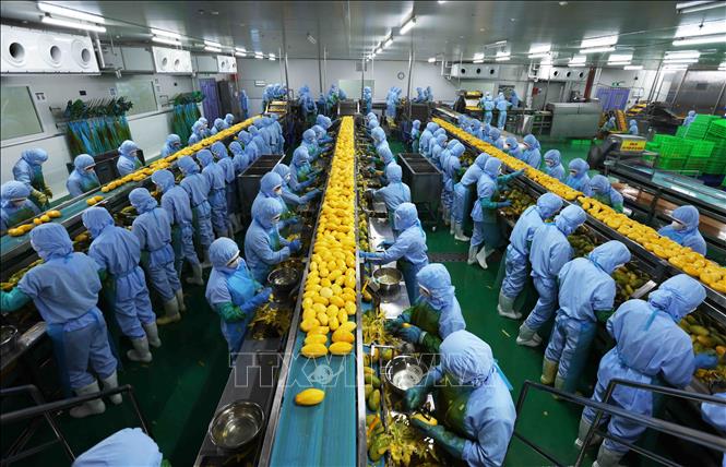 Gần 40 năm đổi mới, Việt Nam trong nhóm 40 nước có nền kinh tế lớn nhất thế giới và 20 nền kinh tế hàng đầu về thương mại và thu hút đầu tư nước ngoài. Trong ảnh: Chế biến sản phẩm xoài xuất khẩu sang thị trường Mỹ, châu Âu, Hàn Quốc, Nhật Bản ở nhà máy của Công ty CP Rau quả An Giang (tỉnh Lâm Đồng). Ảnh: Vũ Sinh - TTXVN