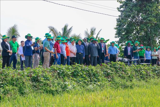Đại biểu Liên minh Nghị viện Pháp ngữ tham quan mô hình trồng lúa ở Hợp tác xã Nông trại xanh - New Green Farm, quận Thốt Nốt. Ảnh: Thanh Liêm - TTXVN 