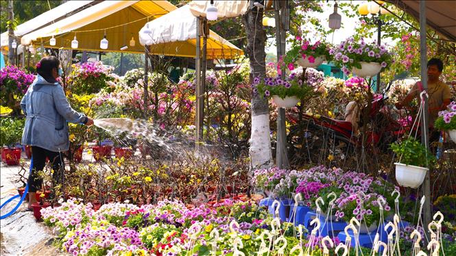 Đa dạng các loại hoa được bày bán tại Chợ hoa Xuân Tây Ninh. Ảnh: Minh Phú – TTXVN
