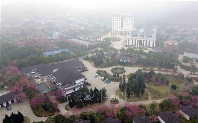 Full bloom cherry blossoms at a resort in Moc Chau. VNA Photo: Quang Quyết