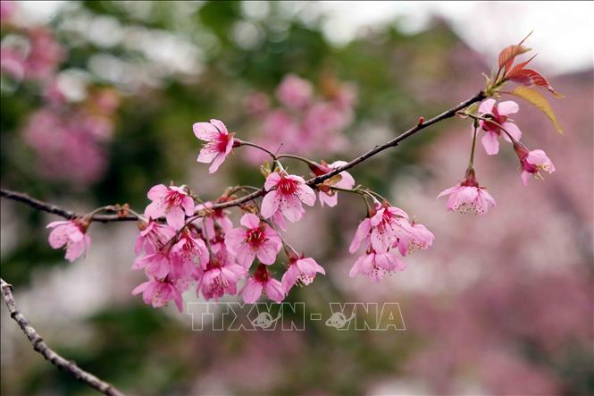 Cherry blossoms in full bloom. VNA Photo: Quang Quyết