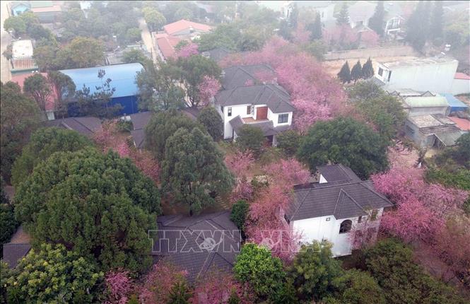 Full bloom cherry blossoms at a resort in Moc Chau. VNA Photo: Quang Quyết
