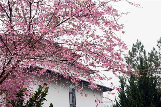 Cherry blossoms in full bloom. VNA Photo: Quang Quyết