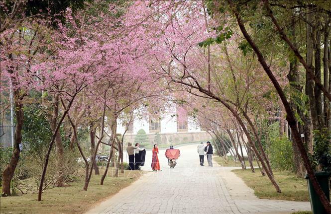 Full bloom cherry blossoms at a resort in Moc Chau. VNA Photo: Quang Quyết