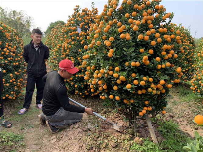 Most gardens in Nam Phong village have sold out their grown kumquat trees. VNA Photo: Nguyễn Lành