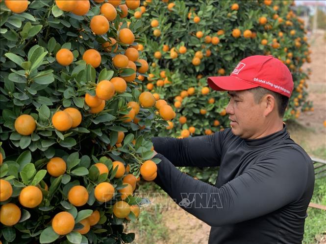 A grower trims kumquat trees before shipping them to customers. VNA Photo: Nguyễn Lành