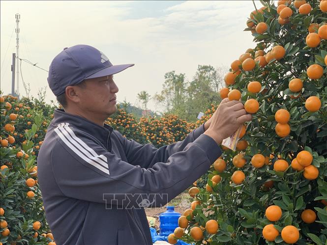 A grower trims kumquat trees before shipping to customers. VNA Photo: Nguyễn Lành