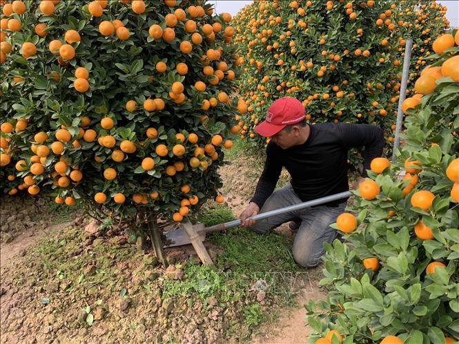 Symbolising prosperity, the kumquat tree is selected by most Vietnamese families to adorn their houses during Tet holiday. VNA Photo: Nguyễn Lành
