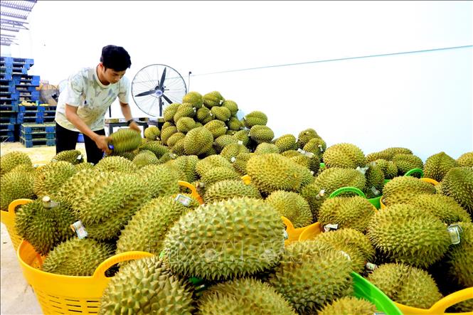 Sầu riêng xuất khẩu được tập kết tại một vựa trái cây ở huyện Tân Phú, tỉnh Đồng Nai. Ảnh: Hồng Đạt - TTXVN

