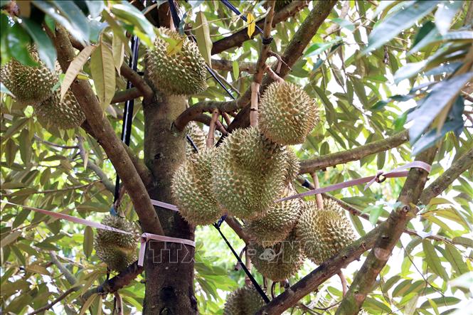 Sầu riêng chờ thu hoạch ở thành phố Long Khánh, tỉnh Đồng Nai. Ảnh: Hồng Đạt - TTXVN

