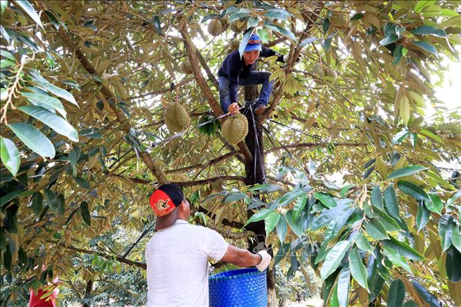 Thu hoạch sầu riêng ở huyện Tân Phú, tỉnh Đồng Nai. Ảnh: Hồng Đạt - TTXVN
