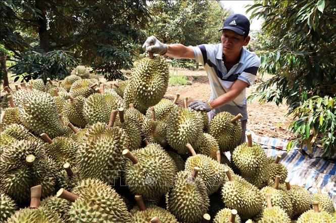 Sầu riêng thu hoạch tại vườn. Ảnh: Hồng Đạt - TTXVN

