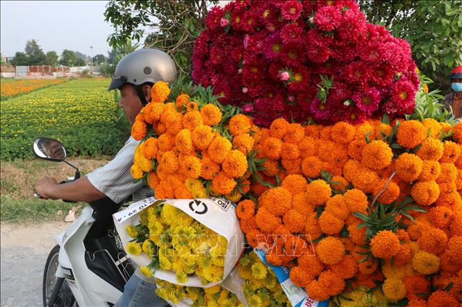 Farmers in Tan Ba flower village are busy cutting, wrapping and transporting flowers for Lunar New Year festival. VNA Photo: Dương Chí Tưởng