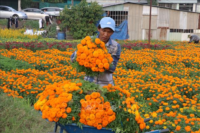 Farmers in Tan Ba flower village are busy cutting, wrapping and transporting flowers for Lunar New Year festival. VNA Photo: Dương Chí Tưởng