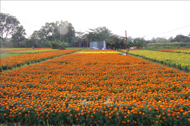 A field of flowers in Tan Ba village, Binh Duong province. VNA Photo: Dương Chí Tưởng