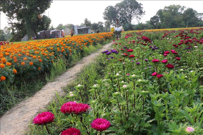 A field of flowers in Tan Ba village, Binh Duong province. VNA Photo: Dương Chí Tưởng