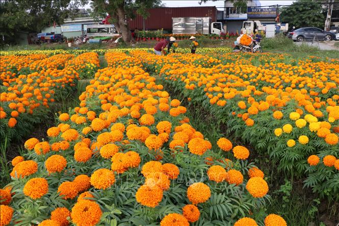 A field of flowers in Tan Ba village, Binh Duong province. VNA Photo: Dương Chí Tưởng

