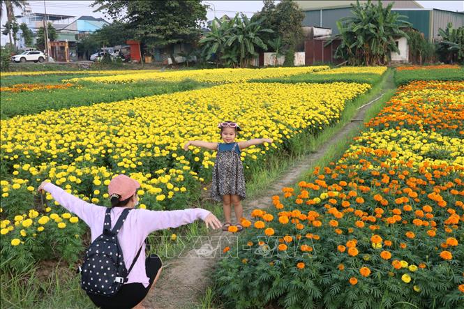 A field of flowers in Tan Ba village, Binh Duong province. VNA Photo: Dương Chí Tưởng