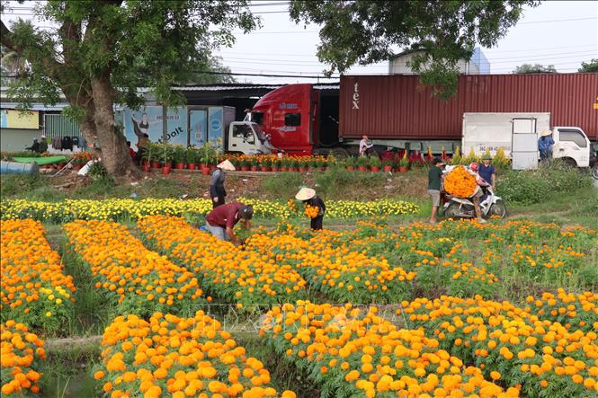 Farmers in Tan Ba flower village are busy cutting, wrapping and transporting flowers for Lunar New Year festival. VNA Photo: Dương Chí Tưởng