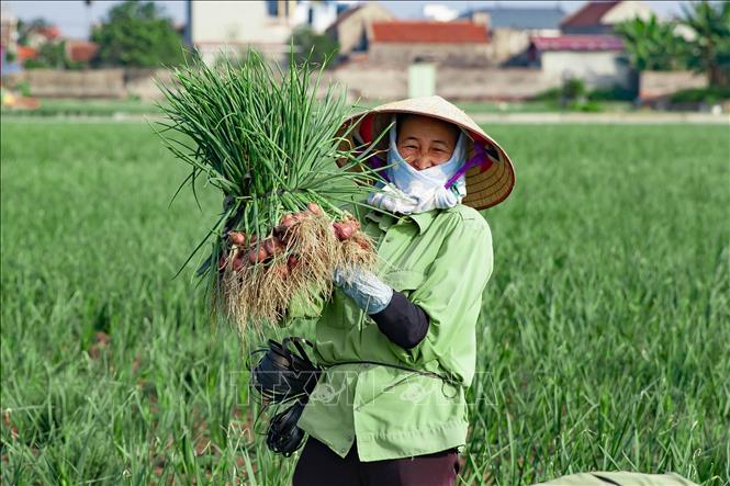 Nông dân xã Thụy Trường (Thái Thụy, Thái Bình) thu hoạch hành. Ảnh: Vũ Quang – TTXVN