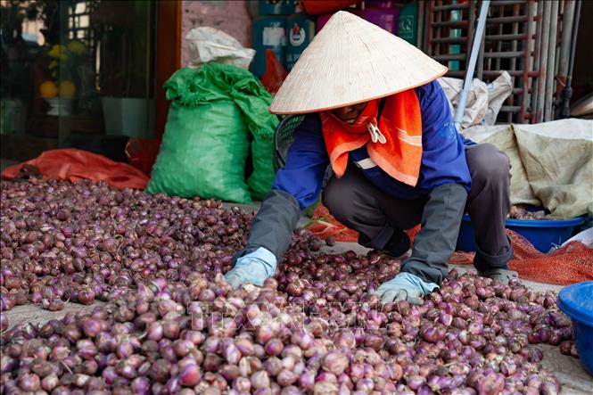 Phân loại hành theo kích thước và chất lượng trước khi xuất bán. Ảnh: Vũ Quang – TTXVN