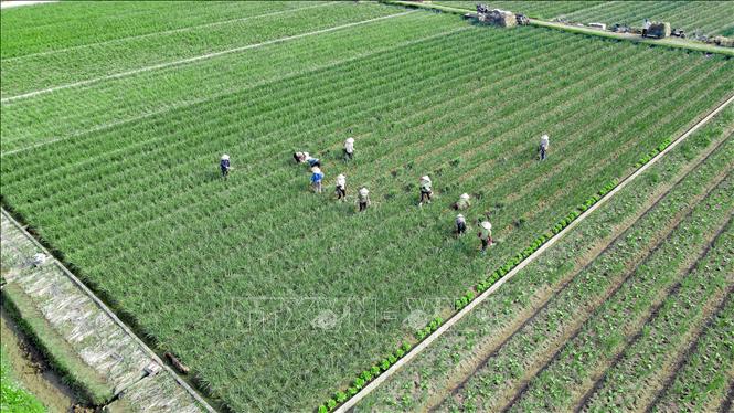 Nông dân xã Thụy Trường (Thái Thụy, Thái Bình) thu hoạch hành. Ảnh: Vũ Quang – TTXVN
