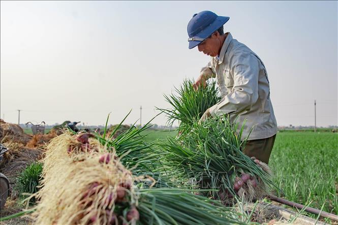 Nông dân xã Thụy Trường (Thái Thụy, Thái Bình) thu hoạch hành. Ảnh: Vũ Quang – TTXVN