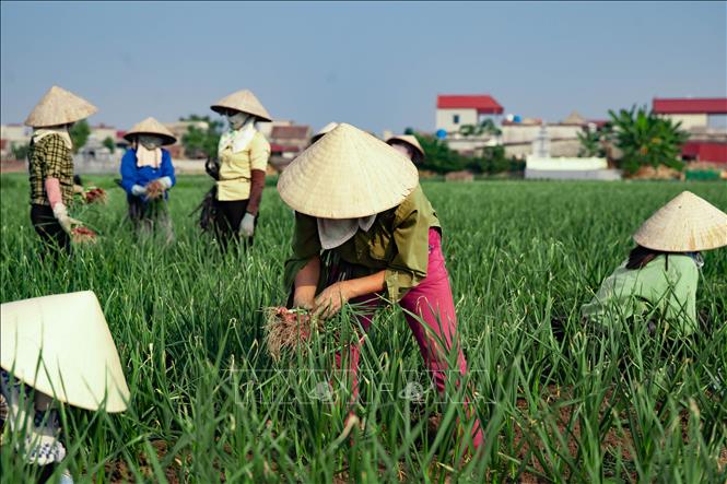 Nông dân xã Thụy Trường (Thái Thụy, Thái Bình) thu hoạch hành. Ảnh: Vũ Quang – TTXVN