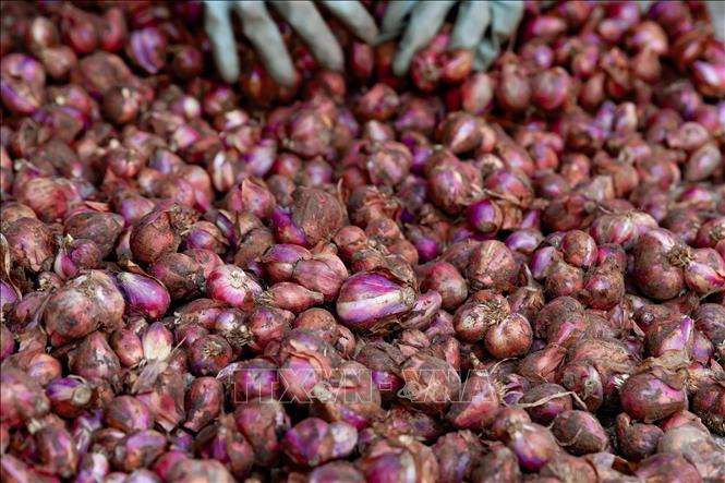 Thu hoạch hành tại xã Thụy Trường (Thái Thụy, Thái Bình). Ảnh: Vũ Quang – TTXVN