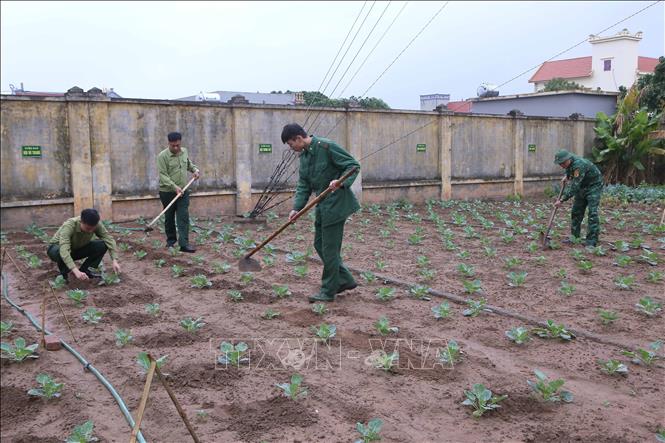Cán bộ, chiến sĩ Đồn Biên phòng Quất Lâm chăm sóc vườn rau. Ảnh: Công Luật - TTXVN