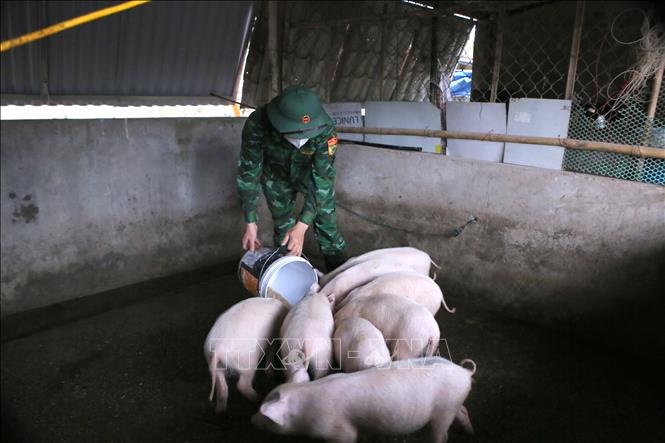 Chiến sĩ Đồn Biên phòng Quất Lâm chăm sóc đàn lợn. Ảnh: Công Luật - TTXVN