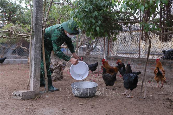 Chiến sĩ Đồn Biên phòng Quất Lâm chăm sóc đàn gia cầm. Ảnh: Công Luật - TTXVN