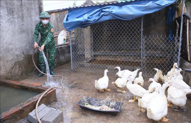 Chiến sĩ Đồn Biên phòng Quất Lâm chăm sóc đàn gia cầm. Ảnh: Công Luật - TTXVN
