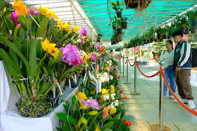 Khu vực trưng bày và tổ chức thi hoa lan được bố trí ở 4 giàn hoa dọc 2 bên đài phun nước trung tâm của Vườn hoa thành phố Đà Lạt. Ảnh: Nguyễn Dũng – TTXVN 