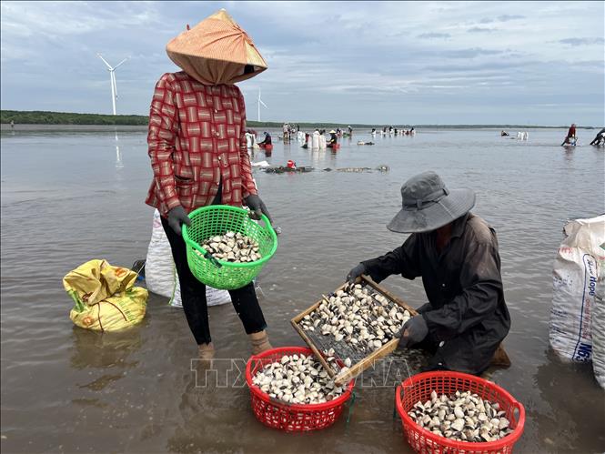 Khai thác nghêu mang ở Hợp tác xã Thủy sản Rạng Đông, huyện Bình Đại, tỉnh Bến Tre. Ảnh: Công Trí-TTXVN
