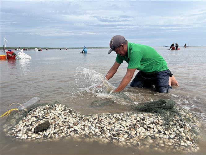 Khai thác nghêu ở Hợp tác xã Thủy sản Rạng Đông, huyện Bình Đại, tỉnh Bến Tre. Ảnh: Công Trí-TTXVN
