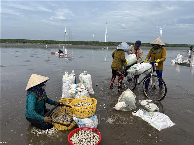 Khai thác nghêu ở Hợp tác xã Thủy sản Rạng Đông, huyện Bình Đại, tỉnh Bến Tre. Ảnh: Công Trí-TTXVN